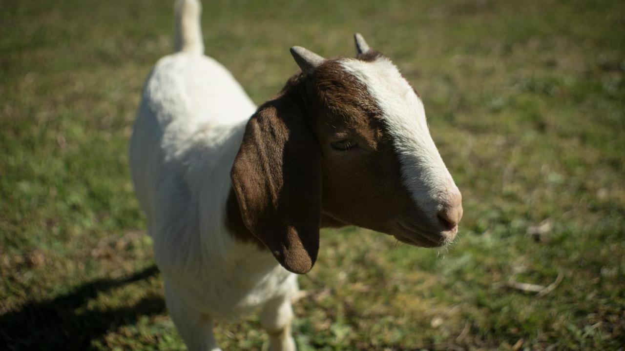Quintinha Da Charneca Villa Alfeizerão Dış mekan fotoğraf